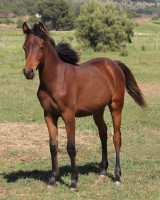 Vente de cheval : ISRAA AL RIUS 